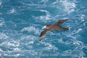 Southern giant petrel in flight, soaring over the open ocean.  This large seabird has a wingspan up to 80" from wing-tip to wing-tip, Macronectes giganteus