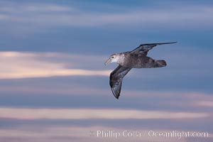 Southern giant petrel in flight at dusk, after sunset, as it soars over the open ocean in search of food, Macronectes giganteus