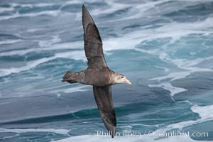 Southern giant petrel in flight, soaring over the open ocean.  This large seabird has a wingspan up to 80" from wing-tip to wing-tip, Macronectes giganteus