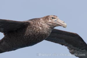 Southern giant petrel in flight.  The distinctive tube nose (naricorn), characteristic of species in the Procellariidae family (tube-snouts), is easily seen, Macronectes giganteus