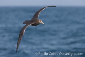 Southern giant petrel in flight, soaring over the open ocean.  This large seabird has a wingspan up to 80" from wing-tip to wing-tip, Macronectes giganteus