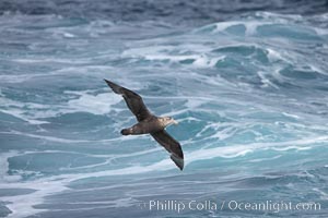 Southern giant petrel in flight, soaring over the open ocean.  This large seabird has a wingspan up to 80" from wing-tip to wing-tip, Macronectes giganteus