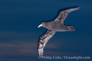 Southern giant petrel in flight at dusk, after sunset, as it soars over the open ocean in search of food, Macronectes giganteus