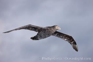 Southern giant petrel in flight.  The distinctive tube nose (naricorn), characteristic of species in the Procellariidae family (tube-snouts), is easily seen, Macronectes giganteus