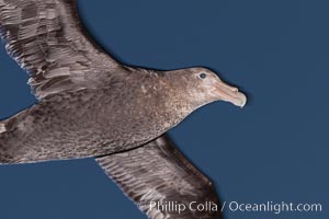 Southern giant petrel in flight at dusk, after sunset, as it soars over the open ocean in search of food.