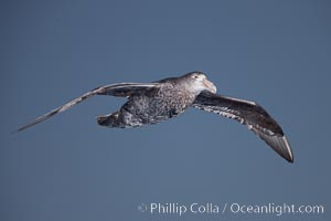 Southern giant petrel in flight.  The distinctive tube nose (naricorn), characteristic of species in the Procellariidae family (tube-snouts), is easily seen, Macronectes giganteus