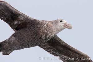 Southern giant petrel in flight.  The distinctive tube nose (naricorn), characteristic of species in the Procellariidae family (tube-snouts), is easily seen, Macronectes giganteus