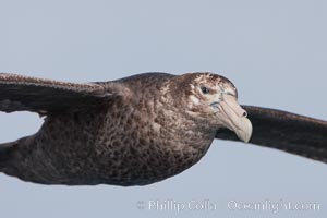 Southern giant petrel in flight.  The distinctive tube nose (naricorn), characteristic of species in the Procellariidae family (tube-snouts), is easily seen, Macronectes giganteus