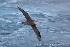 Southern giant petrel in flight, soaring over the open ocean.  This large seabird has a wingspan up to 80" from wing-tip to wing-tip, Macronectes giganteus