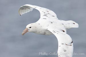 White nellie, the white morph of the southern giant petrel.  Southern giant petrel in flight, Macronectes giganteus