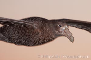 Southern giant petrel in flight. The distinctive tube nose (naricorn), characteristic of species in the Procellariidae family (tube-snouts), is easily seen