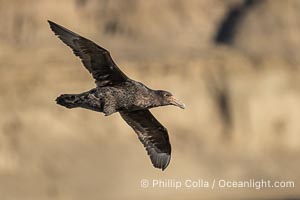 Southern giant petrel in flight, Macronectes giganteus, Peninsula Valdes, Argentina. This large seabird has a wingspan up to 80" from wing-tip to wing-tip. By permission of the Government of Argentina, Chubut, permit # 51 / 2025-SsCyA, Macronectes giganteus, Puerto Piramides