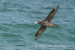 Southern giant petrel in flight, Macronectes giganteus, Peninsula Valdes, Argentina. This large seabird has a wingspan up to 80" from wing-tip to wing-tip. By permission of the Government of Argentina, Chubut, permit # 51 / 2025-SsCyA, Macronectes giganteus, Puerto Piramides