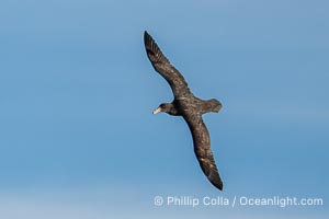 Southern giant petrel in flight, Macronectes giganteus, Peninsula Valdes, Argentina. This large seabird has a wingspan up to 80" from wing-tip to wing-tip. By permission of the Government of Argentina, Chubut, permit # 51 / 2025-SsCyA, Macronectes giganteus, Puerto Piramides