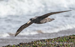Southern giant petrel in flight, Macronectes giganteus, Peninsula Valdes, Argentina. This large seabird has a wingspan up to 80" from wing-tip to wing-tip. By permission of the Government of Argentina, Chubut, permit # 51 / 2025-SsCyA, Macronectes giganteus, Puerto Piramides
