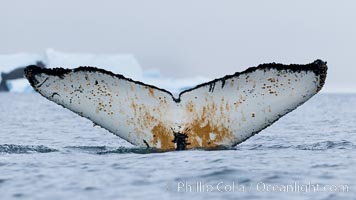Southern humpback whale in Antarctica, with significant diatomaceous growth (brown) on the underside of its fluke, lifting its fluke before diving in Cierva Cove, Antarctica. Antarctic Peninsula, Megaptera novaeangliae, natural history stock photograph, photo id 25497