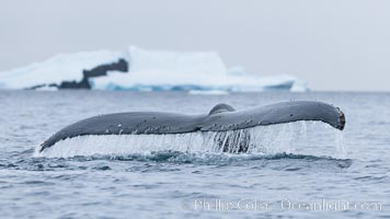 Southern humpback whale in Antarctica, lifting its fluke (tail) before diving in Cierva Cove, Antarctica, Megaptera novaeangliae