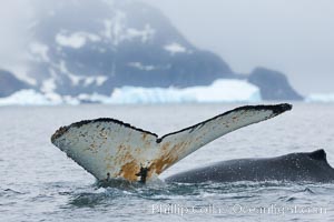 Southern humpback whale in Antarctica, with significant diatomaceous growth (brown) on the underside of its fluke, lifting its fluke before diving in Cierva Cove, Antarctica, Megaptera novaeangliae