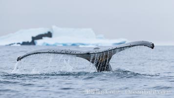 Southern humpback whale in Antarctica, lifting its fluke (tail) before diving in Cierva Cove, Antarctica, Megaptera novaeangliae