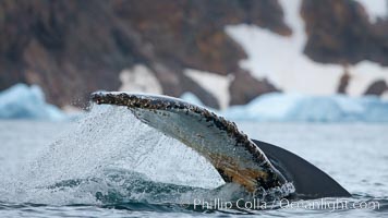Southern humpback whale in Antarctica, lifting its fluke (tail) before diving in Cierva Cove, Antarctica, Megaptera novaeangliae