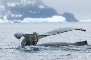 Southern humpback whale in Antarctica, lifting its fluke (tail) before diving in Cierva Cove, Antarctica.