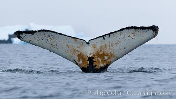 Southern humpback whale in Antarctica, with significant diatomaceous growth (brown) on the underside of its fluke, lifting its fluke before diving in Cierva Cove, Antarctica, Megaptera novaeangliae