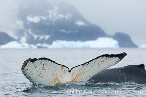 Southern humpback whale in Antarctica, lifting its fluke (tail) before diving in Cierva Cove, Antarctica, Megaptera novaeangliae