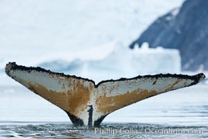 Southern humpback whale in Antarctica, with significant diatomaceous growth (brown) on the underside of its fluke, lifting its fluke before diving in Neko Harbor, Antarctica.