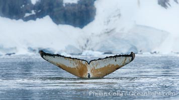 Southern humpback whale in Antarctica, with significant diatomaceous growth (brown) on the underside of its fluke, lifting its fluke before diving in Neko Harbor, Antarctica, Megaptera novaeangliae