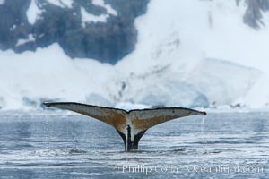 Southern humpback whale in Antarctica, with significant diatomaceous growth (brown) on the underside of its fluke, lifting its fluke before diving in Neko Harbor, Antarctica, Megaptera novaeangliae
