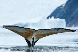 Southern humpback whale in Antarctica, with significant diatomaceous growth (brown) on the underside of its fluke, lifting its fluke before diving in Neko Harbor, Antarctica, Megaptera novaeangliae