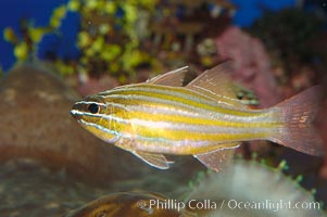 Southern orange-lined cardinalfish, Apogon properupta