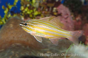 Southern orange-lined cardinalfish, Apogon properupta