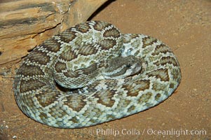 Southern Pacific rattlesnake.  The southern Pacific rattlesnake is common in southern California from the coast through the desert foothills to elevations of 10,000 feet.  It reaches 4-5 feet (1.5m) in length, Crotalus viridis helleri