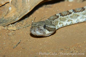 Southern Pacific rattlesnake.  The southern Pacific rattlesnake is common in southern California from the coast through the desert foothills to elevations of 10,000 feet.  It reaches 4-5 feet (1.5m) in length, Crotalus viridis helleri