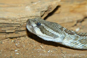 Southern Pacific rattlesnake.  The southern Pacific rattlesnake is common in southern California from the coast through the desert foothills to elevations of 10,000 feet.  It reaches 4-5 feet (1.5m) in length, Crotalus viridis helleri