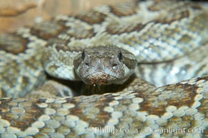 Southern Pacific rattlesnake.  The southern Pacific rattlesnake is common in southern California from the coast through the desert foothills to elevations of 10,000 feet.  It reaches 4-5 feet (1.5m) in length, Crotalus viridis helleri