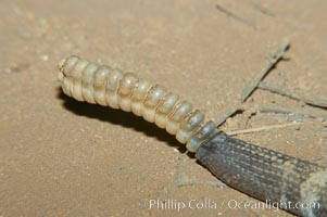 Closeup view of the rattles of an adult Southern Pacific rattlesnake.  The southern Pacific rattlesnake is common in southern California from the coast through the desert foothills to elevations of 10,000 feet.  It reaches 4-5 feet (1.5m) in length, Crotalus viridis helleri