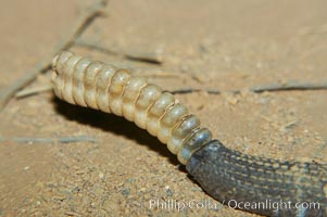 Closeup view of the rattles of an adult Southern Pacific rattlesnake.  The southern Pacific rattlesnake is common in southern California from the coast through the desert foothills to elevations of 10,000 feet.  It reaches 4-5 feet (1.5m) in length, Crotalus viridis helleri