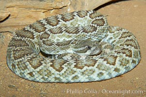 Southern Pacific rattlesnake.  The southern Pacific rattlesnake is common in southern California from the coast through the desert foothills to elevations of 10,000 feet.  It reaches 4-5 feet (1.5m) in length, Crotalus viridis helleri