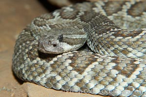 Southern Pacific rattlesnake.  The southern Pacific rattlesnake is common in southern California from the coast through the desert foothills to elevations of 10,000 feet.  It reaches 4-5 feet (1.5m) in length, Crotalus viridis helleri