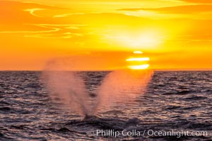 Southern right whale spouting at sunset, blowing, exhaling, Eubalaena australis, Patagonia, Argentina, Eubalaena australis, Puerto Piramides, Chubut