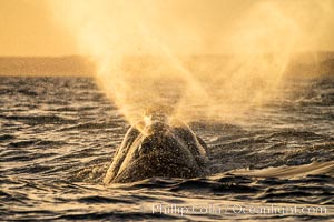 Southern right whale spouting at sunset, blowing, exhaling, Eubalaena australis, Patagonia, Argentina. Puerto Piramides, Chubut, Eubalaena australis, natural history stock photograph, photo id 35985