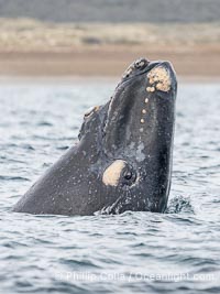 Southern Right Whale Calf Spyhopping, raising its eye out of the water to observe what is above the water, Eubalaena australis. By permission of the Government of Argentina, Chubut, permit # 51 / 2025-SsCyA, Eubalaena australis, Puerto Piramides