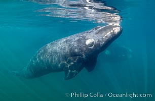 Southern right whale calf underwater, Eubalaena australis