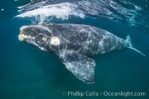 Southern right whale calf underwater, Eubalaena australis, Eubalaena australis, Puerto Piramides, Chubut, Argentina