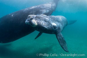 Mother and calf southern right whales underwater. The calf swims close to its mother but, if the mother is accepting, the calf will be allowed to come close to the photographer and check him out.