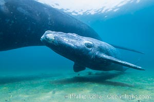 Mother and calf southern right whales underwater. The calf swims close to its mother but, if the mother is accepting, the calf will be allowed to come close to the photographer and check him out, Eubalaena australis, Puerto Piramides, Chubut, Argentina