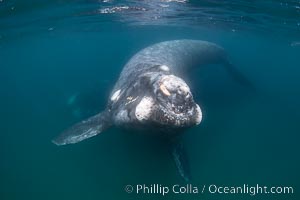 Southern right whale calf underwater, Eubalaena australis, Eubalaena australis, Puerto Piramides, Chubut, Argentina