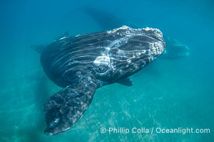 Southern right whale calf underwater, Eubalaena australis. By permission of the Government of Argentina, Chubut, permit # 51 / 2025-SsCyA, Eubalaena australis, Puerto Piramides